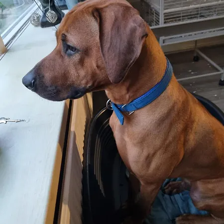 Chalet Boslust, In De Op Rustig Park *