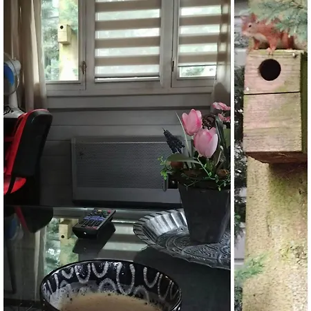 Boslust, In De Op Rustig Park Chalet