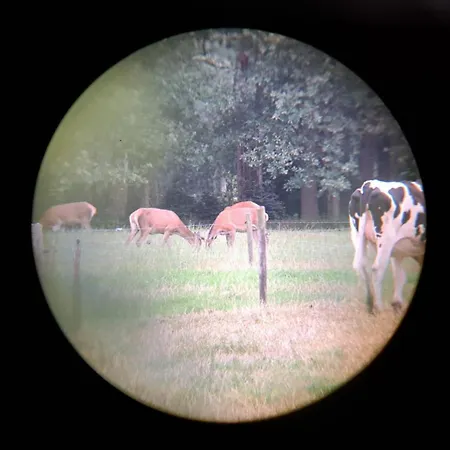 Boslust, In De Op Rustig Park *