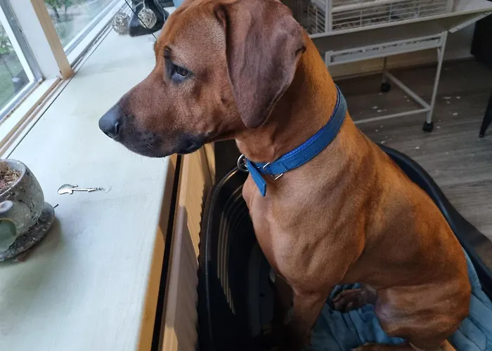 Alpstuga Boslust, In De Op Rustig Park *