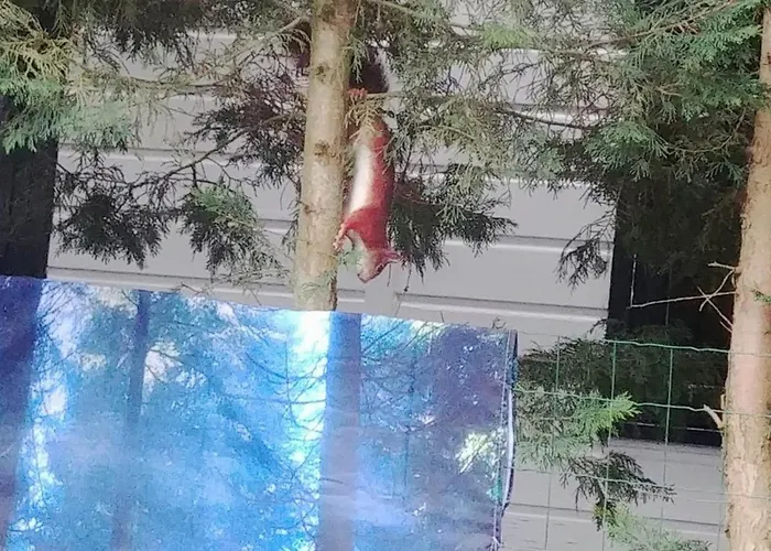 Alpstuga Boslust, In De Op Rustig Park Putten