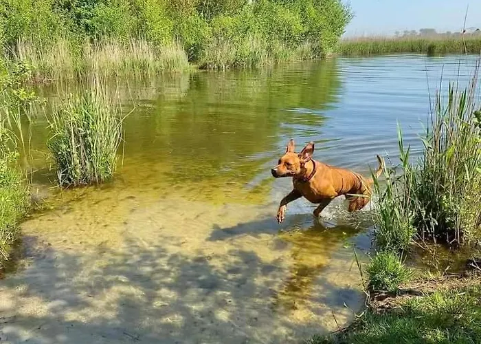 Boslust, In De Op Rustig Park Alpstuga Putten