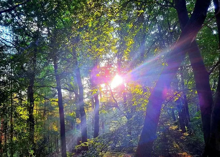 Boslust, In De Op Rustig Park Alpstuga Putten