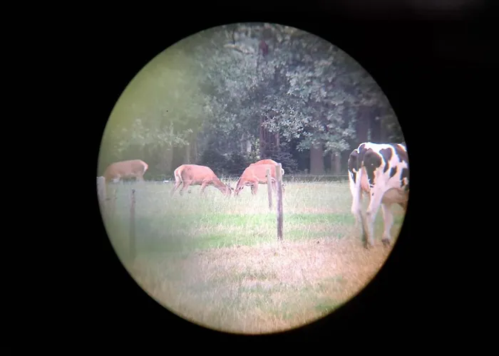 Boslust, In De Op Rustig Park *