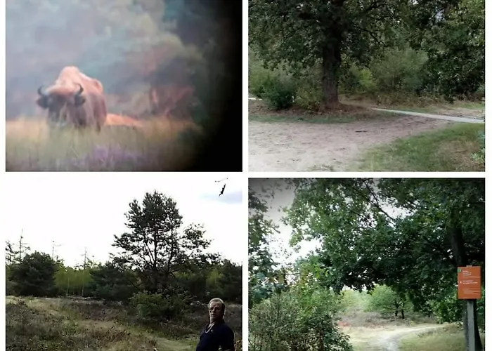 Boslust, In De Op Rustig Park * Putten